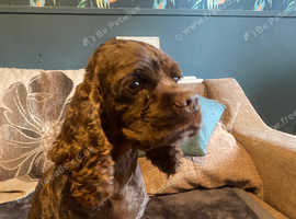 American cocker spaniel