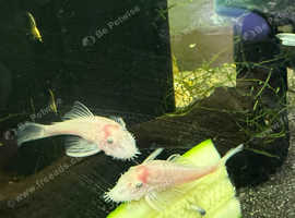 Snow white bristlenose Pleco's 4-5cm