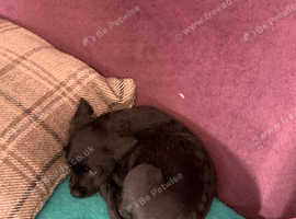 Puppy's for sale