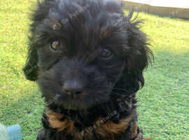 F1 Cavapoo puppies