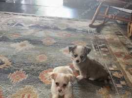 Three quarter chihuahua cross jack russell puppies for sale