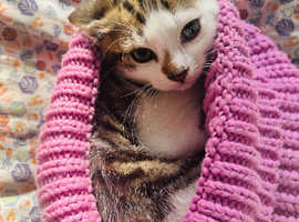 Lovely docile and playful cats