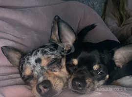 Two chihuahuas for new home