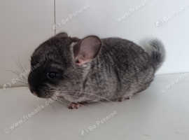 Black Velvet male chinchilla kit for reservation