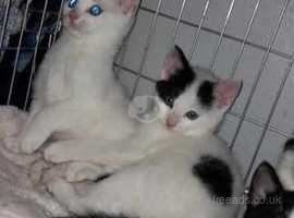 2 beautiful male kittens