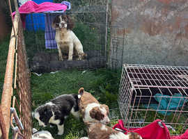 Springer spaniels from wor linage