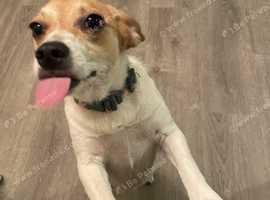 Biscuit The Beagle Mix