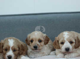 Stunning Cavapoochon puppies for sale PRA CLEAR