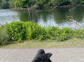 Female border collie