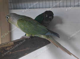 Breeding pair of conures