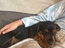 Miniature dachshund