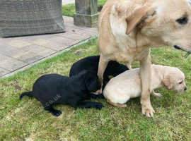 First class Labrador Puppies