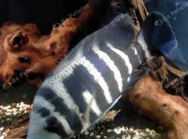 12 inch Tallapia