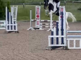 Stunning talented gelding for sale
