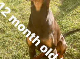 12 month old bitch