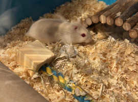 Hamsters in Barrow In Furness Find Small Furries at Freeads in