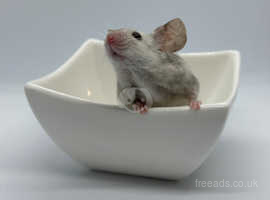 a friendly male mouse (splash).