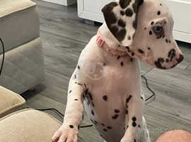 Jenkins dalmatians cheap