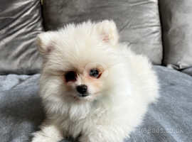 KC.registered White Pomeranian Puppy