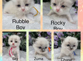 Gccf stunning ragdoll kittens