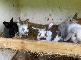 Rabbits for sale they are very good and very nice with children