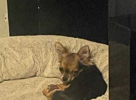 Gorgeous chihuahuas for sale
