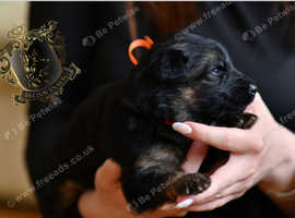 Black & Tan LONGHAIRED GSD PUPPIES KC REGISTERED