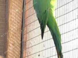 Lovely female Indian ringneck