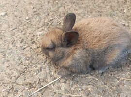 Mini rex baby bunnies