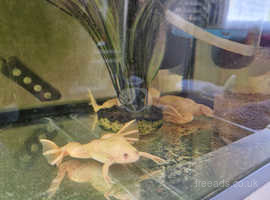 5 albino clawed frogs