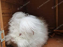8 month old pure female angora rabbit