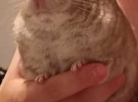 Adult female Chinchillas with cage