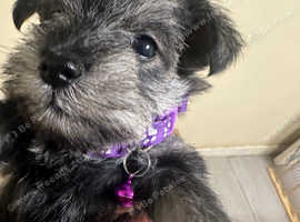 Micro teacup schnauzer for sale best sale