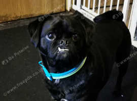 Male dog