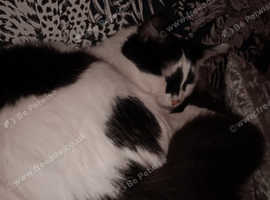 Black and White 14 months old