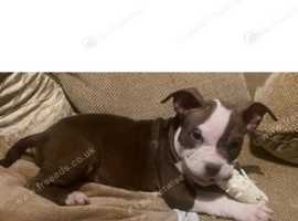 American bully pups!!