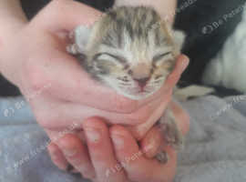 gorgeous kittens