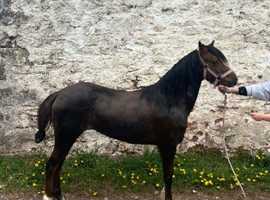 13h welsh partbred mare