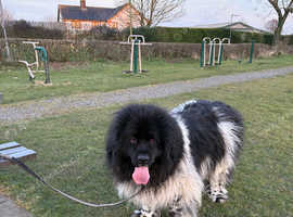 Male landseer coming 4