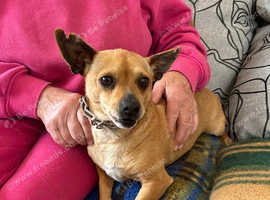 Honey little Chihuahua mix girl almost 4 years old , we rescued and now we look for her forever home