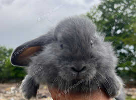 French lop baby's