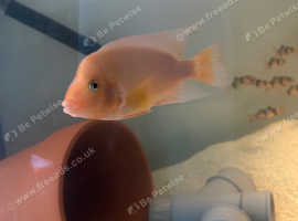 Female red devil cichlid