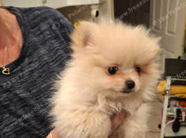 WELL BRED TEACUP POMERANIANS READY FOR THEIR NEW LOVING HOME