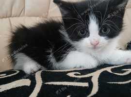 I have 4 lovely  kittens  very quite and clean