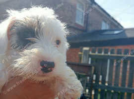 Sealyham terrier