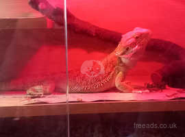 Meet the bearded dragons of a Pine Island rescue