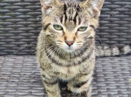 Stripey kitten