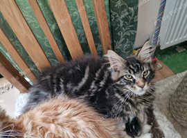 For sale. 6 BEAUTIFUL FULL MAINECOONS 5 BOYS 1 GIRL
