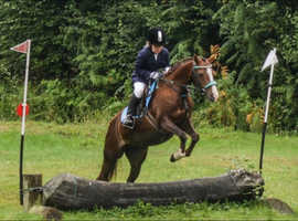 Welsh section B 12.2h 16y old Chestnut Mare