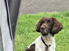 Benji needs a new forever home